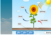 Photosynthesis diagram for kids
